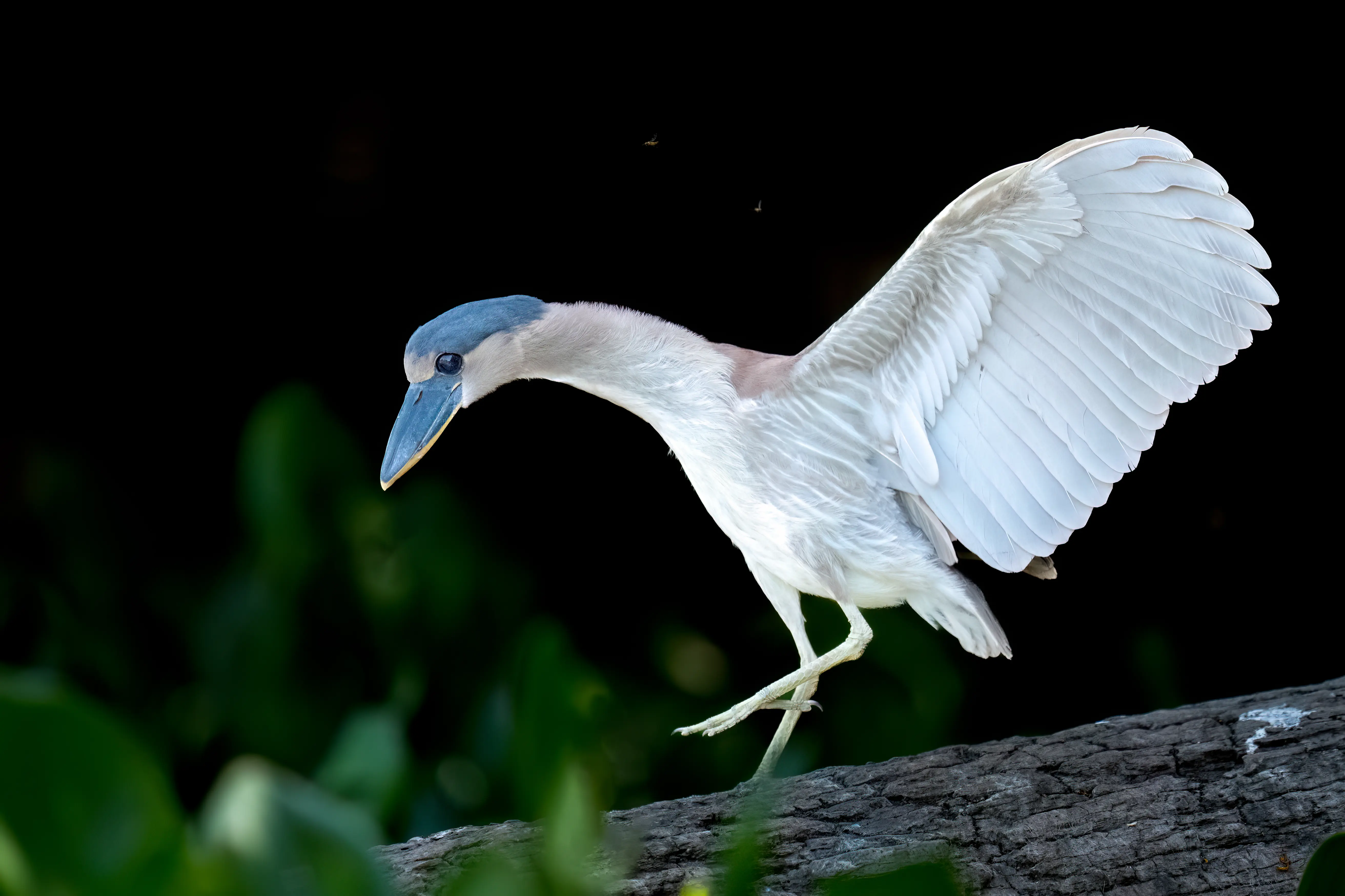 Pantanal Jaguar Expedition gallery image 2
